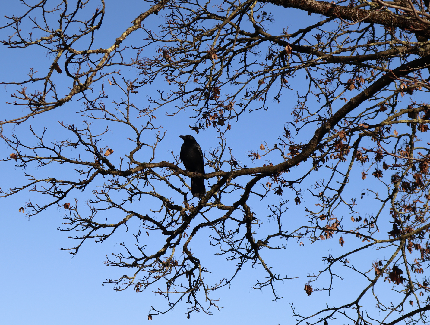 Vogelperspektive