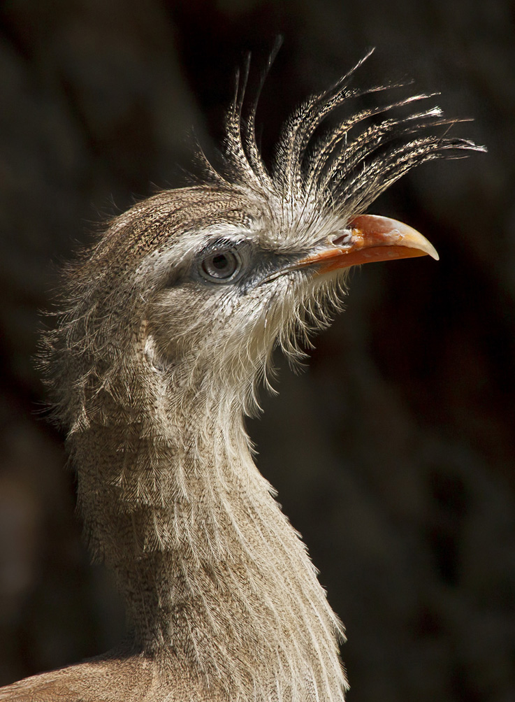 Vogelportät in Schönbrunn