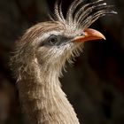 Vogelportät in Schönbrunn