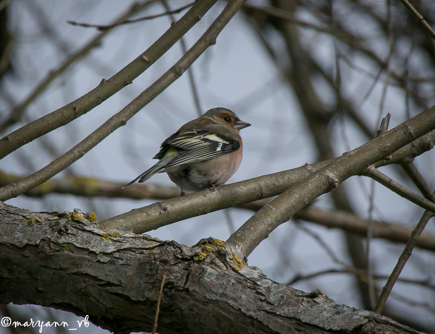 Vogelportait