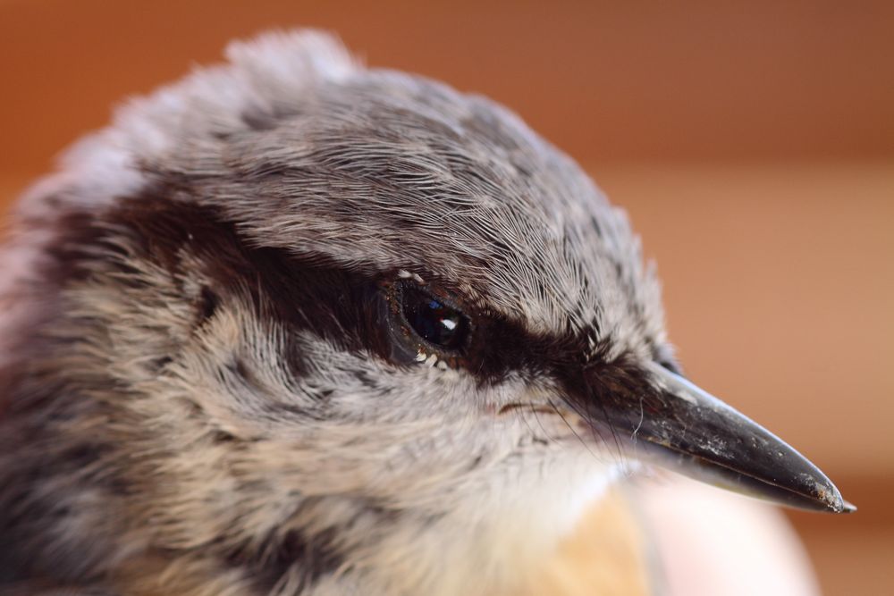 Vogelportrait