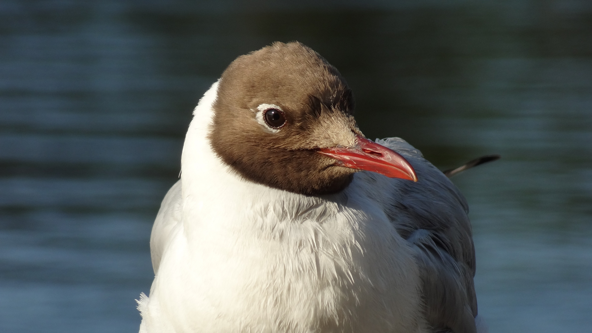 Vogelportrait