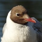 Vogelportrait