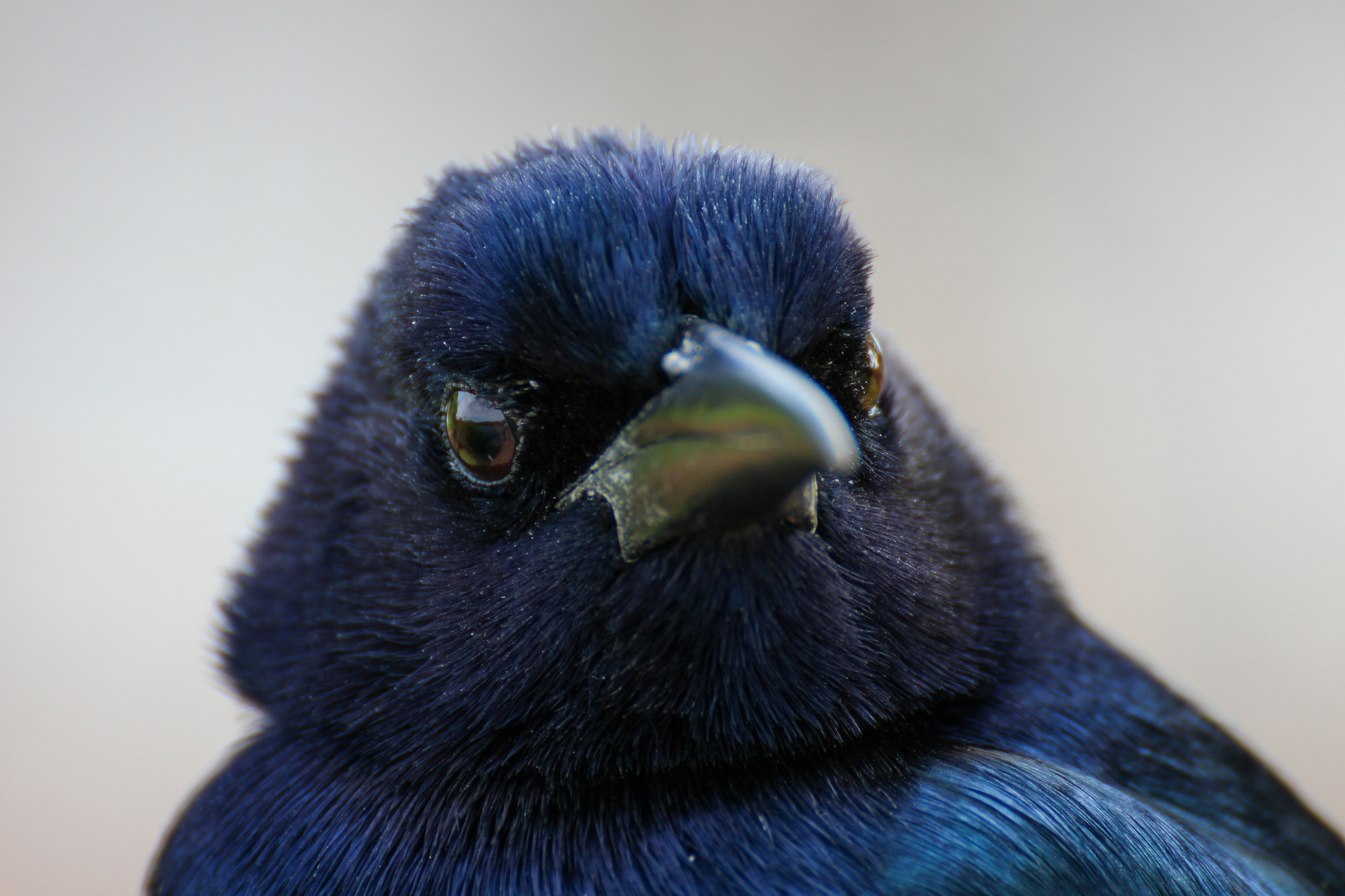 Vogelportrait 1