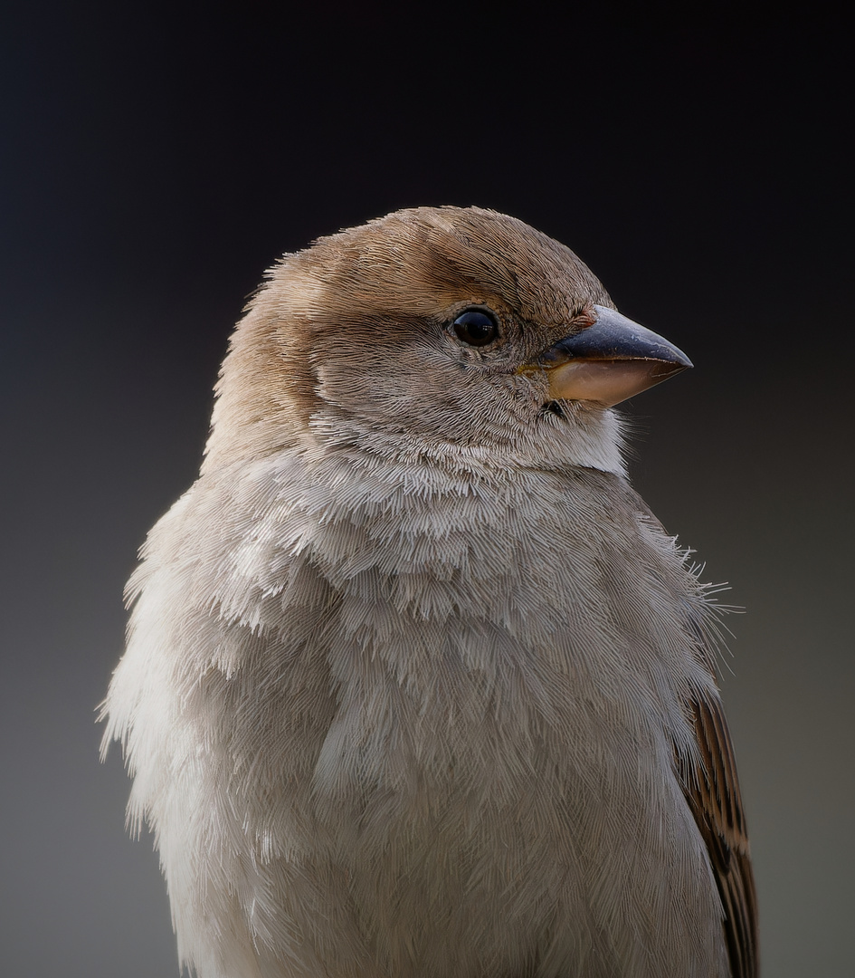 Vogelportrait