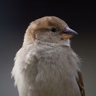 Vogelportrait