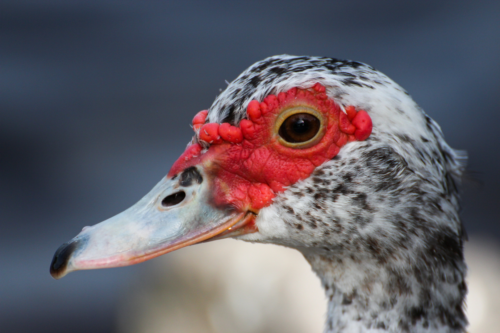 Vogelportrait 2