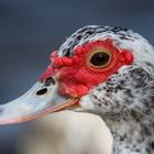 Vogelportrait 2