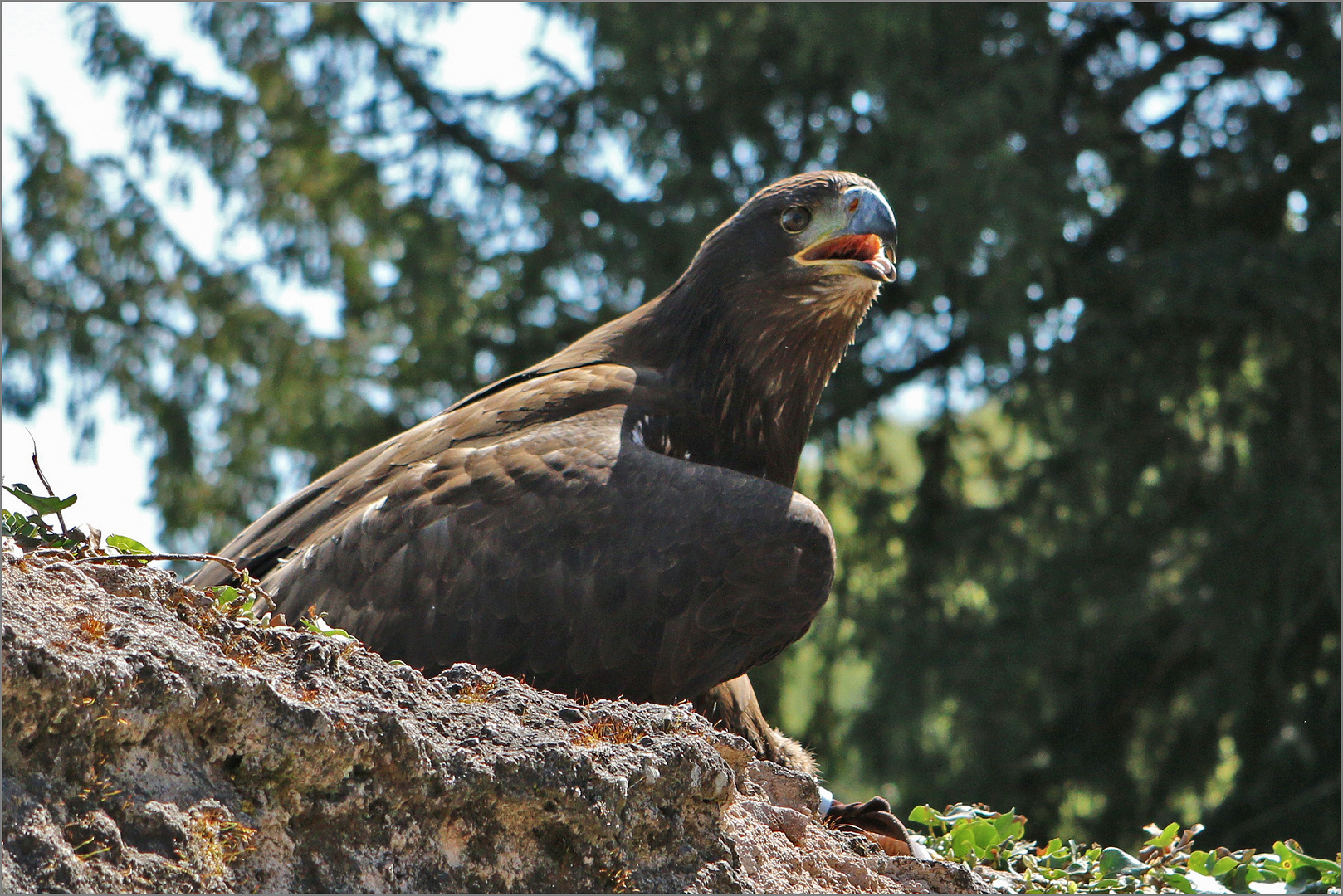 Vogelportrait