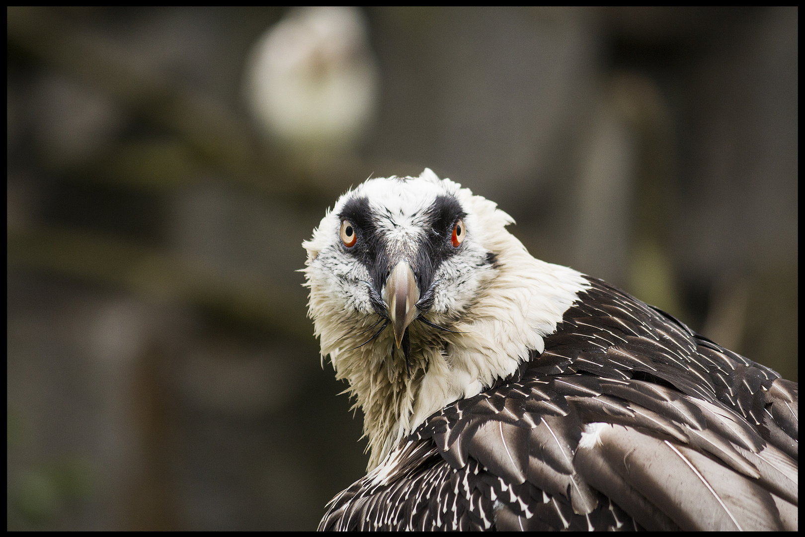 Vogelportrait