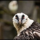 Vogelportrait