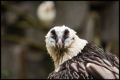 Vogelportrait