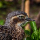 Vogelportrait