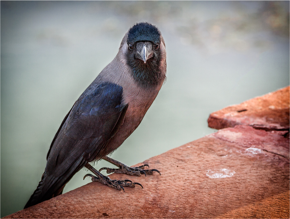 ... Vogelportrait ...