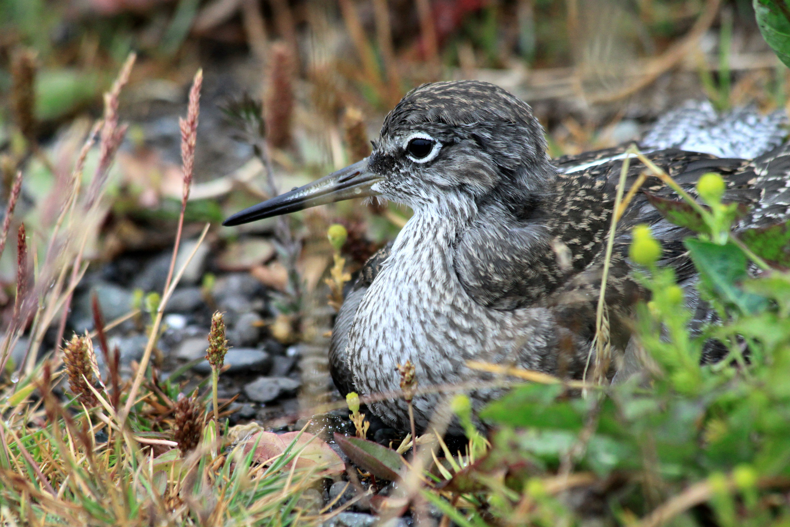 Vogelportrait