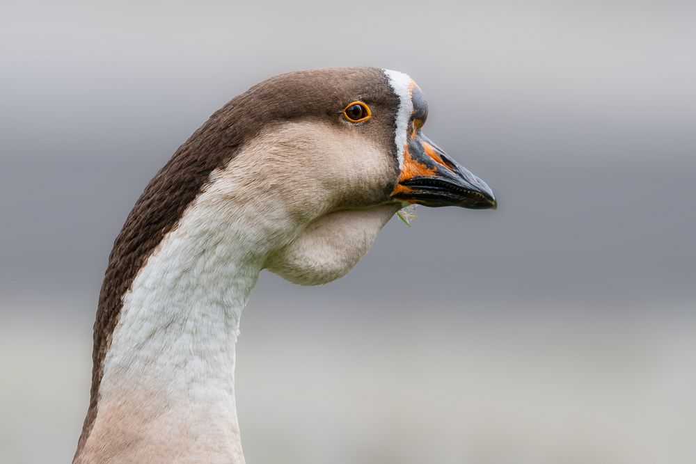 Vogelportrait