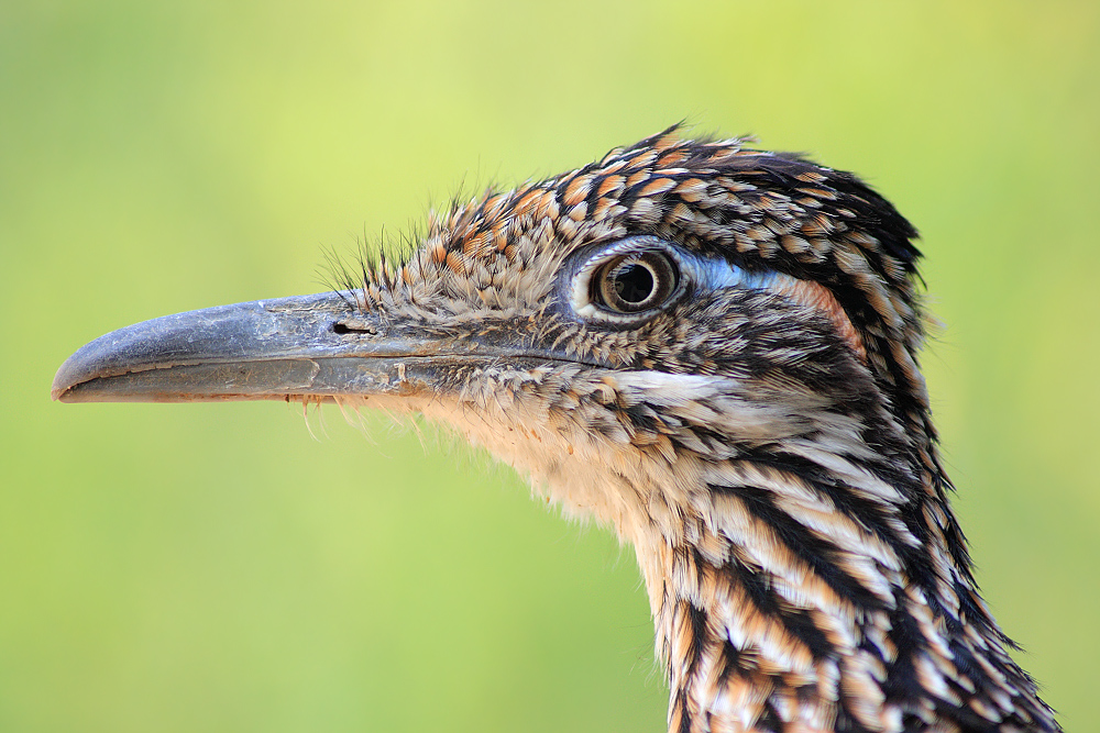 Vogelportrait