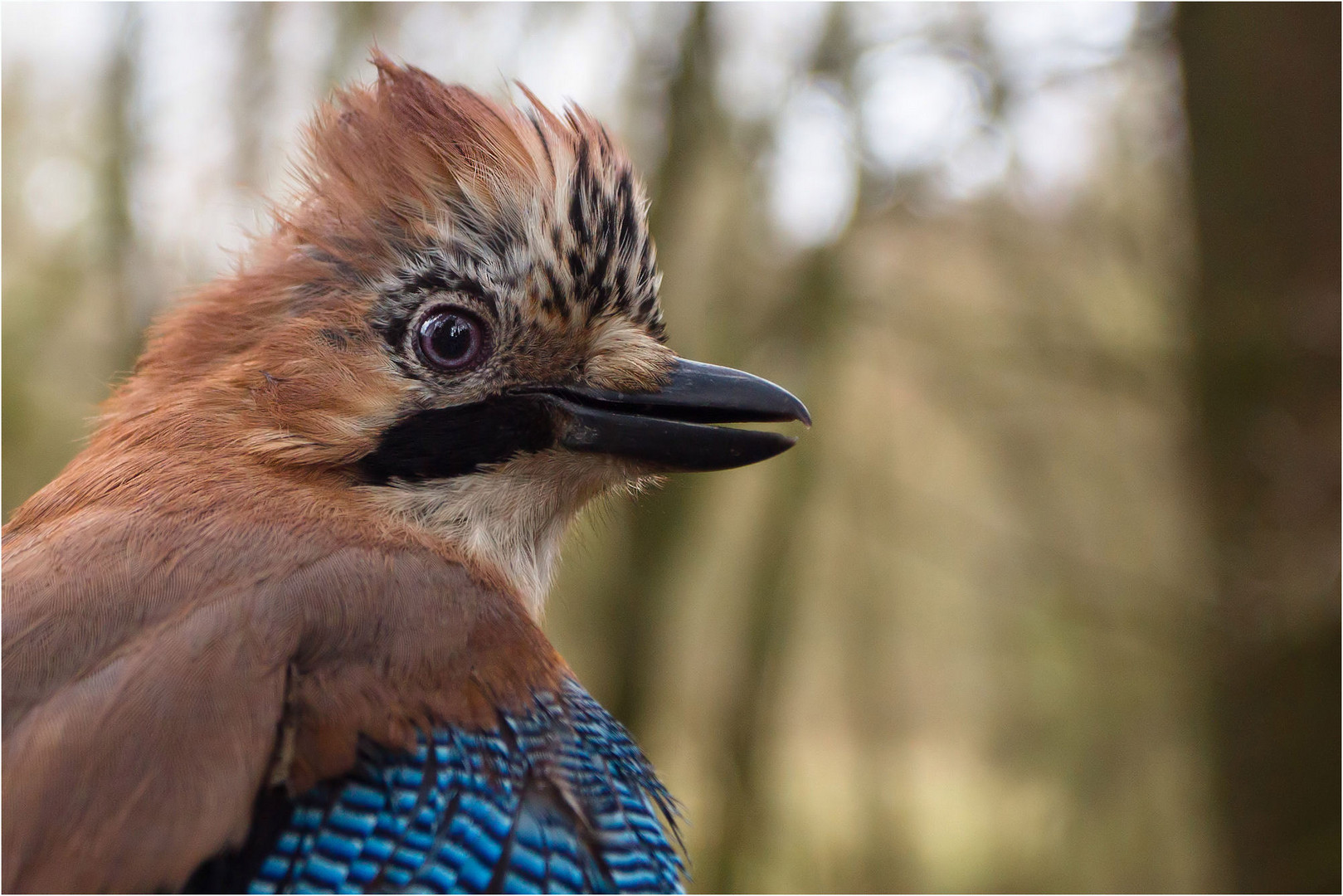 Vogelportrait