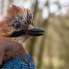 Vogelportrait