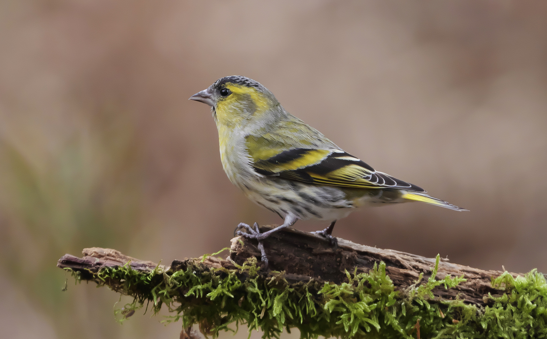 Vogelportrait - Erlenzeisig - 