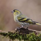 Vogelportrait - Erlenzeisig - 