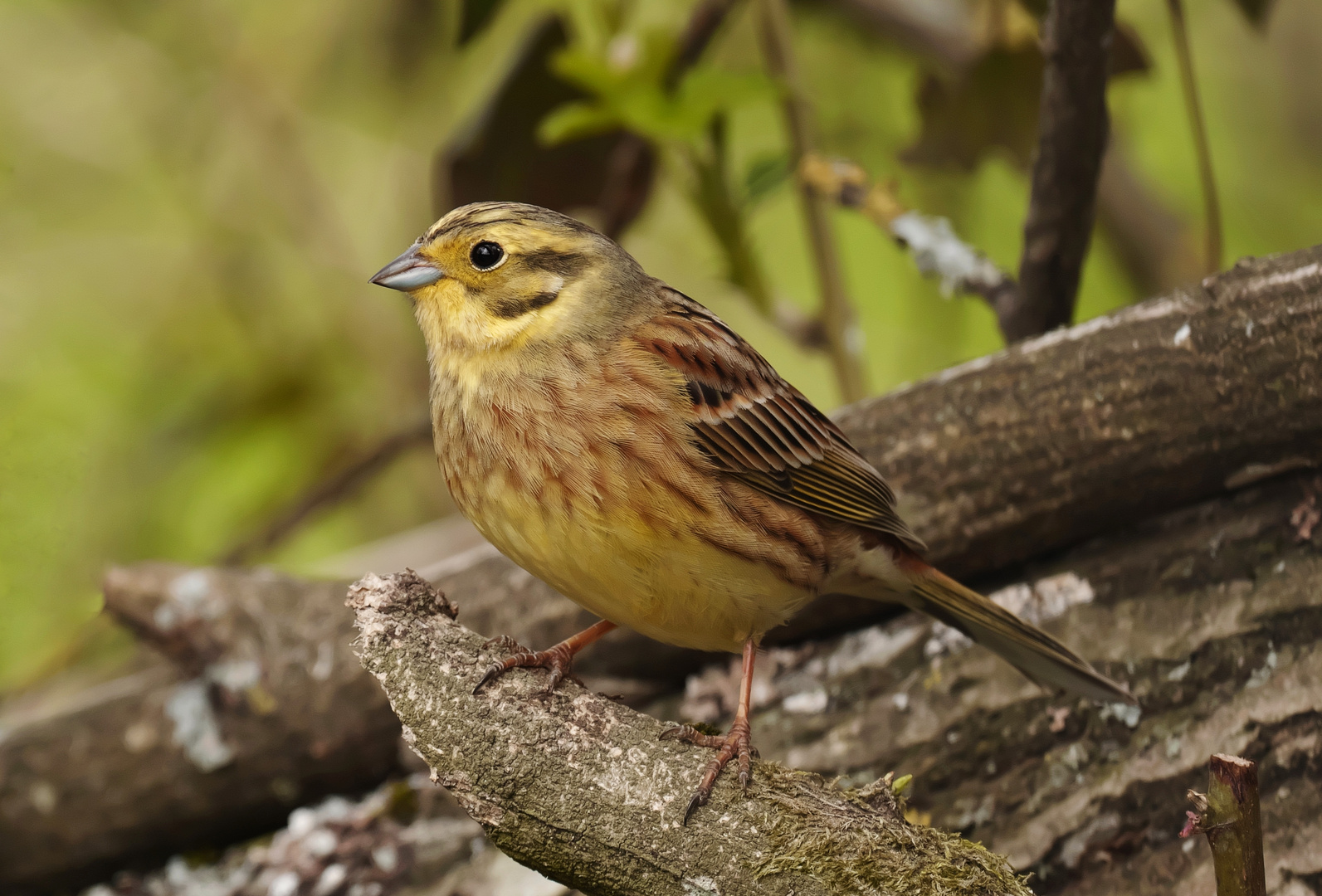 Vogelportrait  - Goldammer -