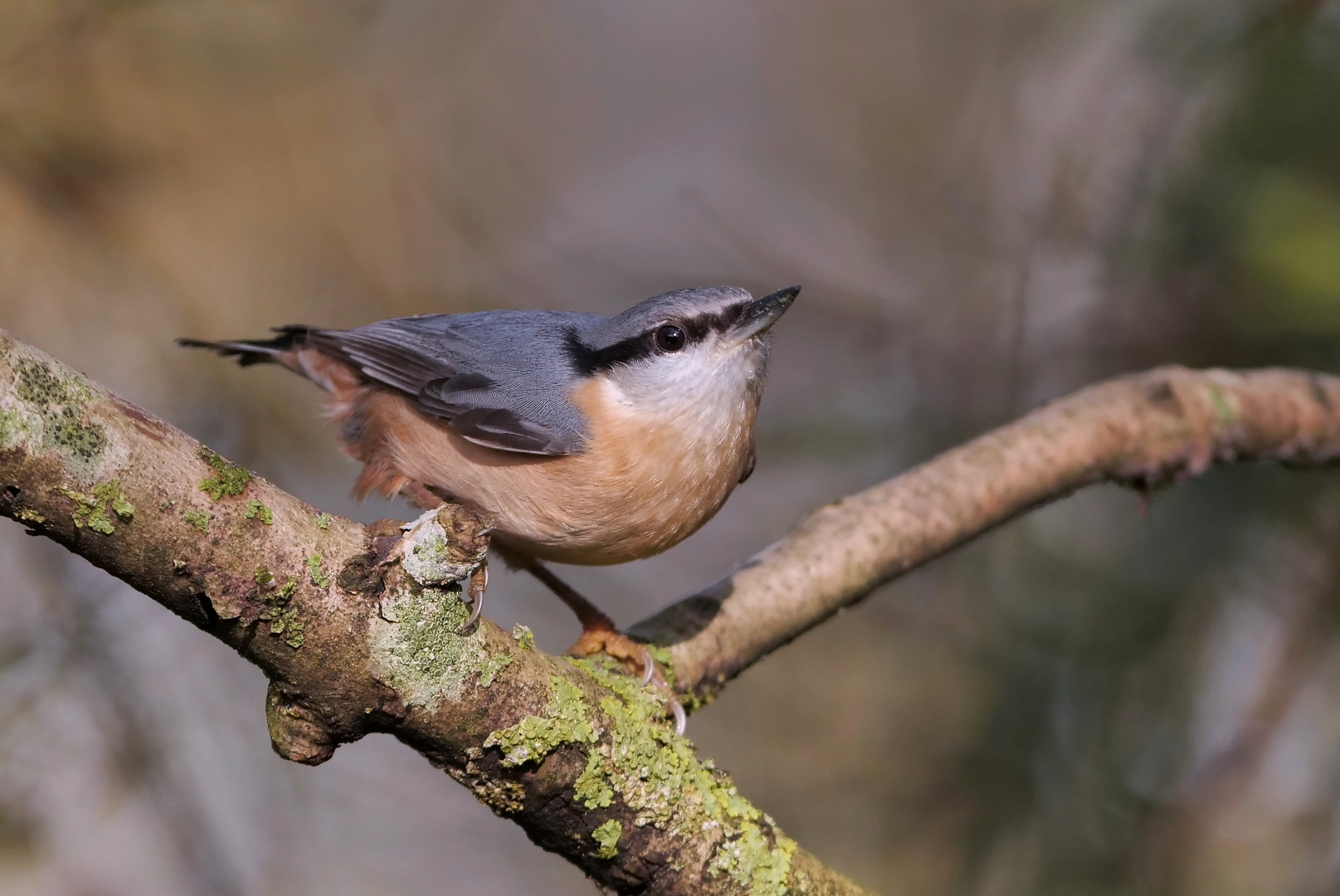 Vogelportrait - Kleiber -