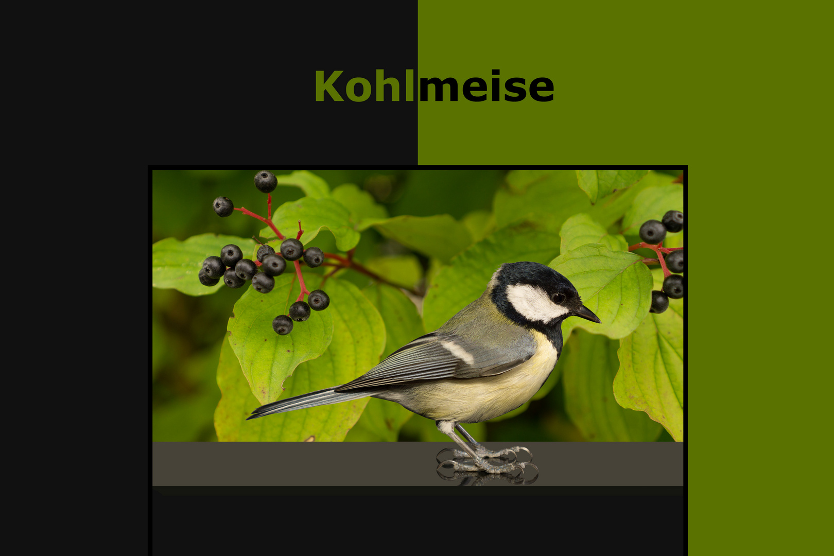 Vogelportrait. Kohlmeise.