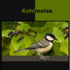 Vogelportrait. Kohlmeise.