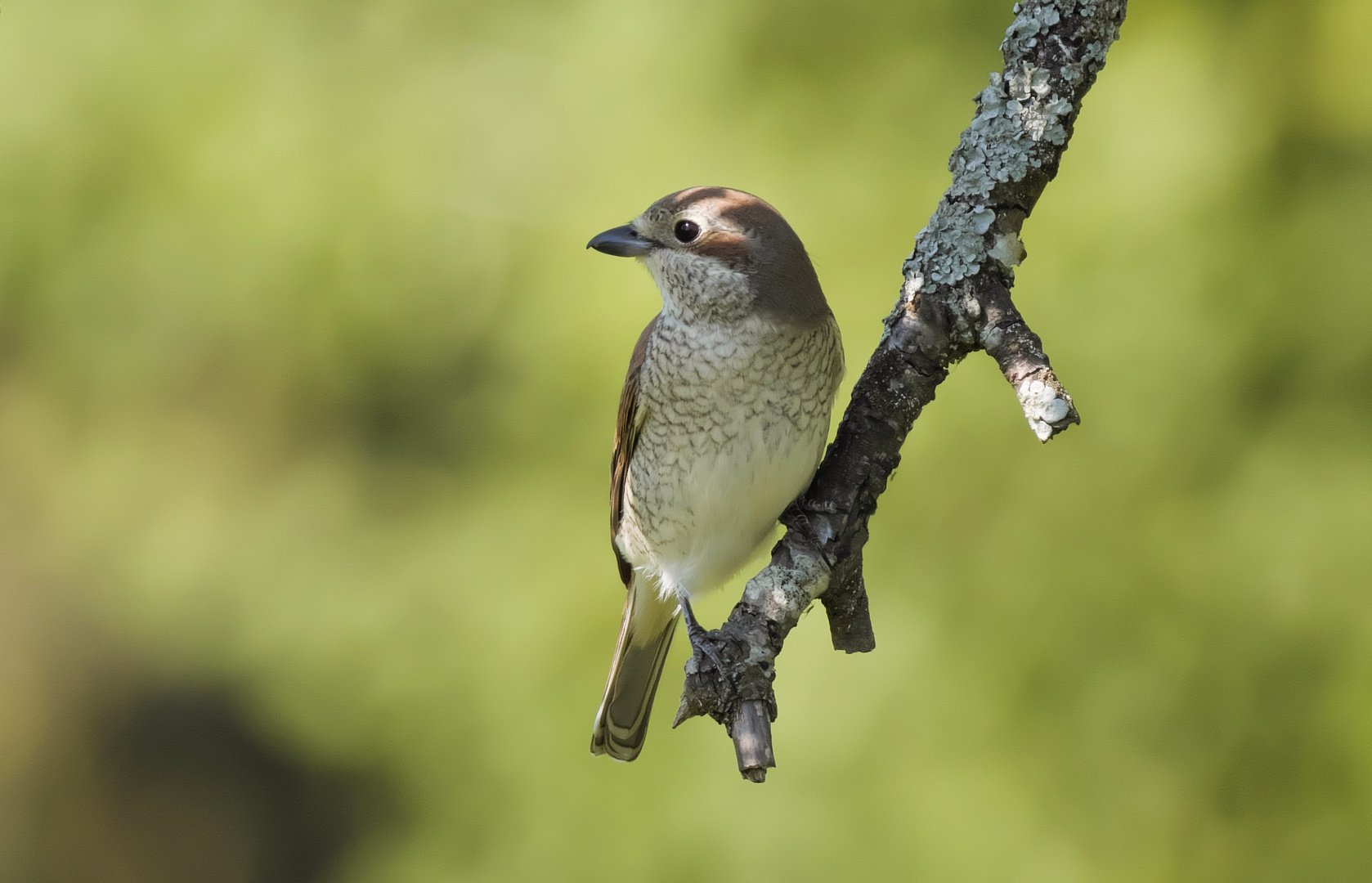 Vogelportrait - Neuntöter - weiblich -