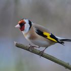 Vogelportrait - Stieglitz -