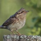 Vogelportrait - Wendehals -