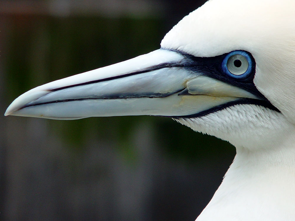 Vogelprofil