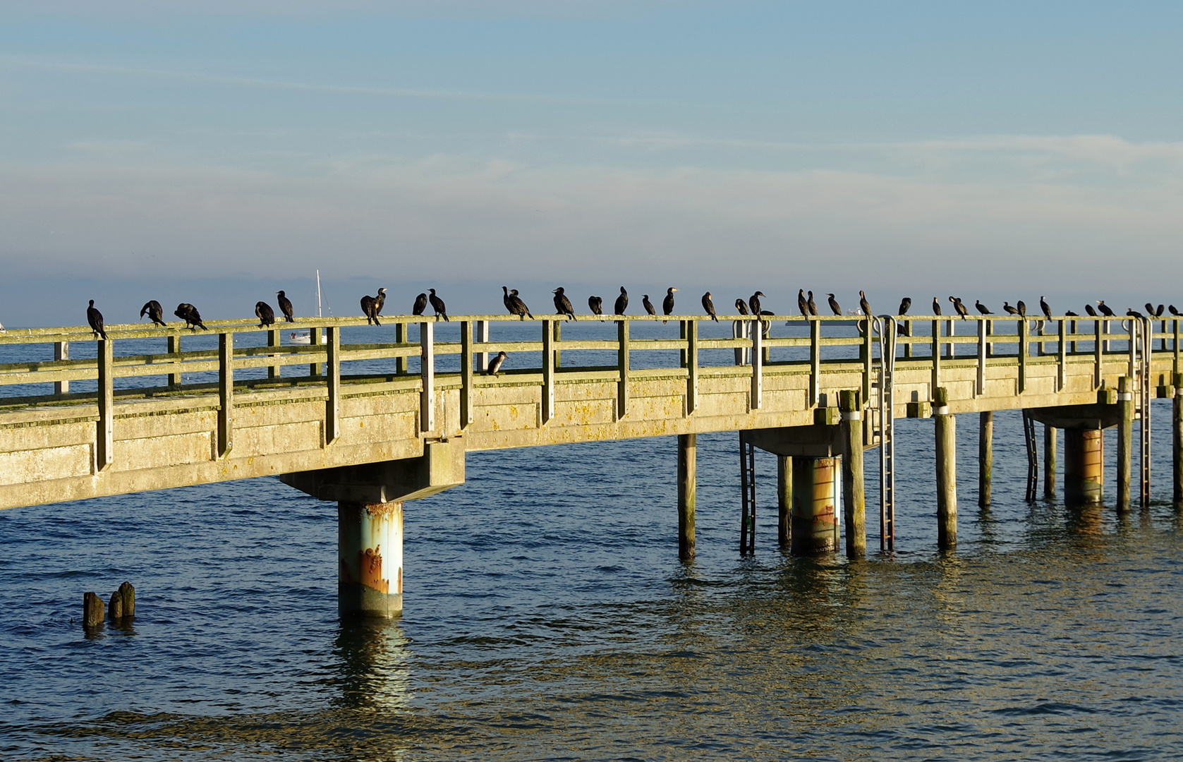 Vogelpromenade