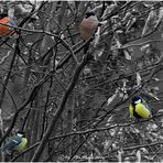 Vogelquartett auf kahlen Ästen