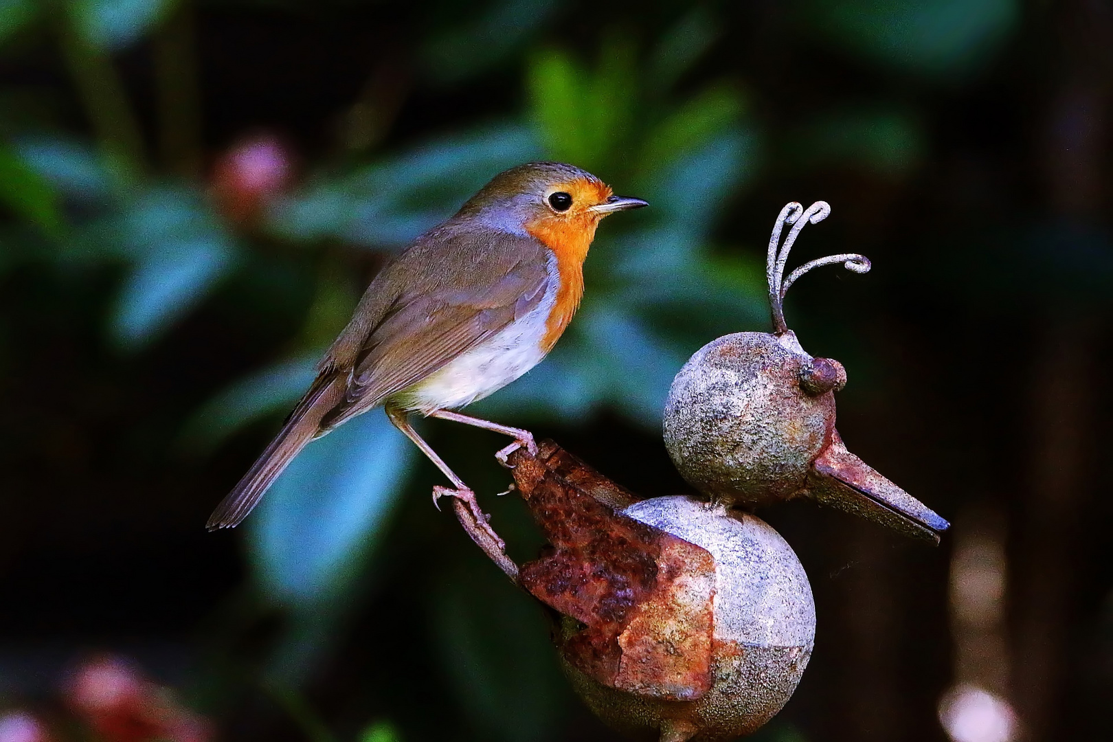 Vogelreiten