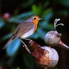 Vogelreiten