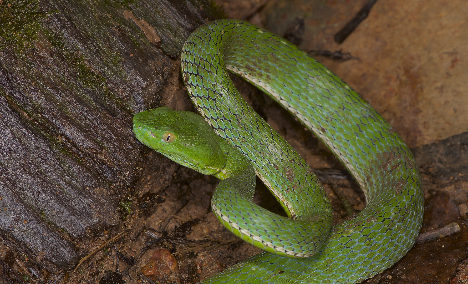 Vogels Green Pit Viper Aus Dem Tropischen Regenwald Von Thailand Foto Bild Tiere Wildlife Amphibien Reptilien Bilder Auf Fotocommunity