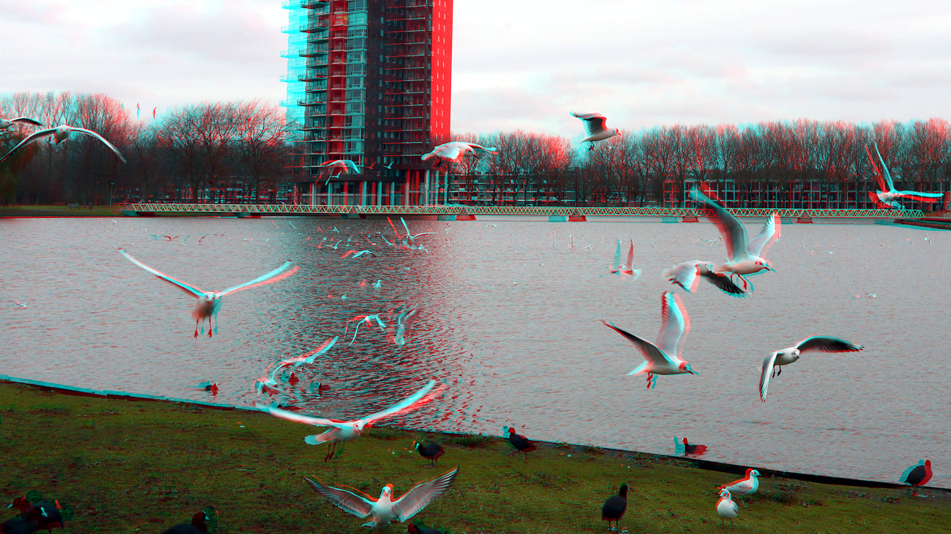 Vogels lageland Rotterdam 3d anaglyph