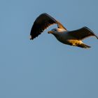 Vogels op Texel_01