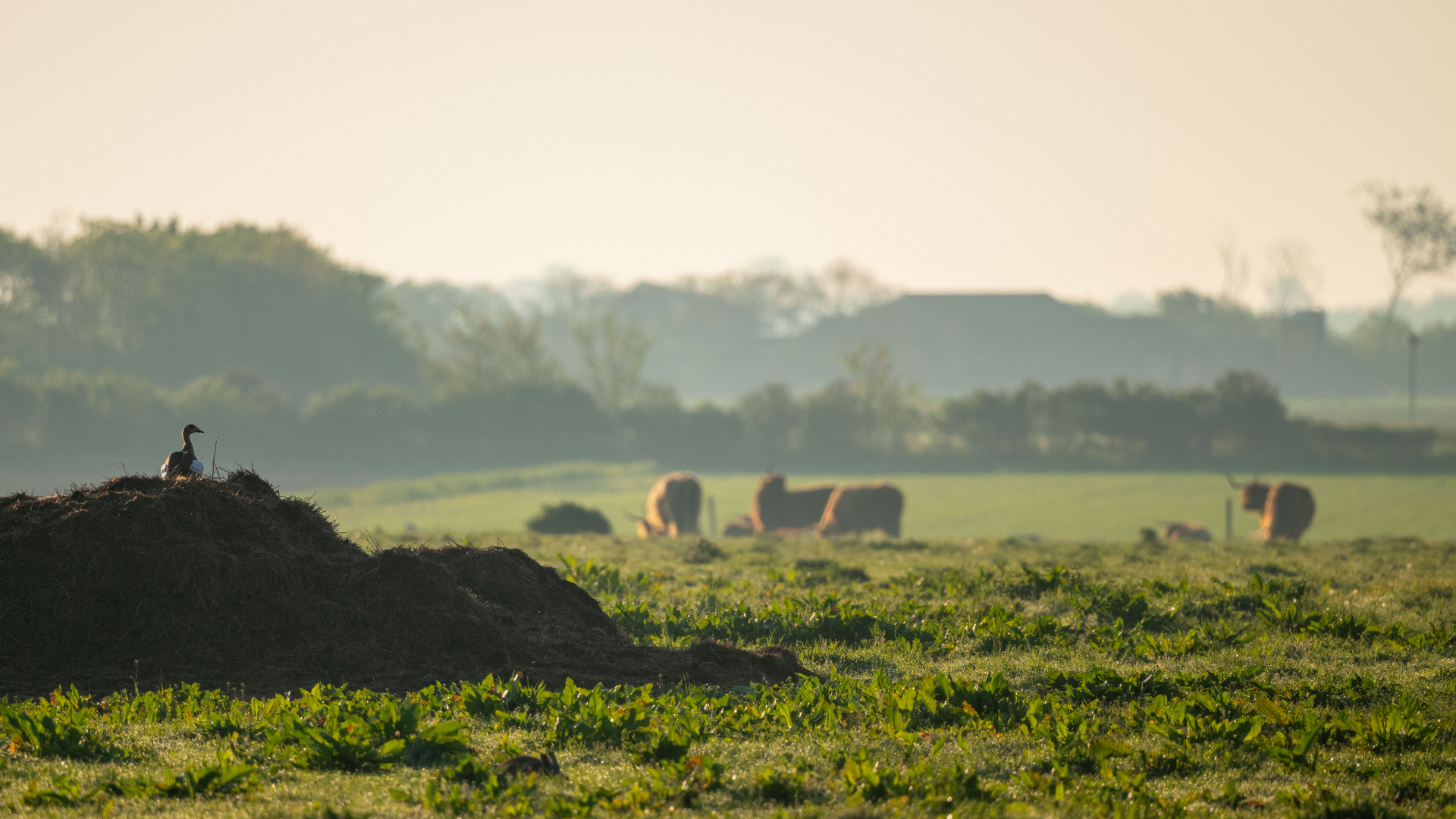 Vogels op Texel_03