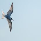 Vogels op Texel_06