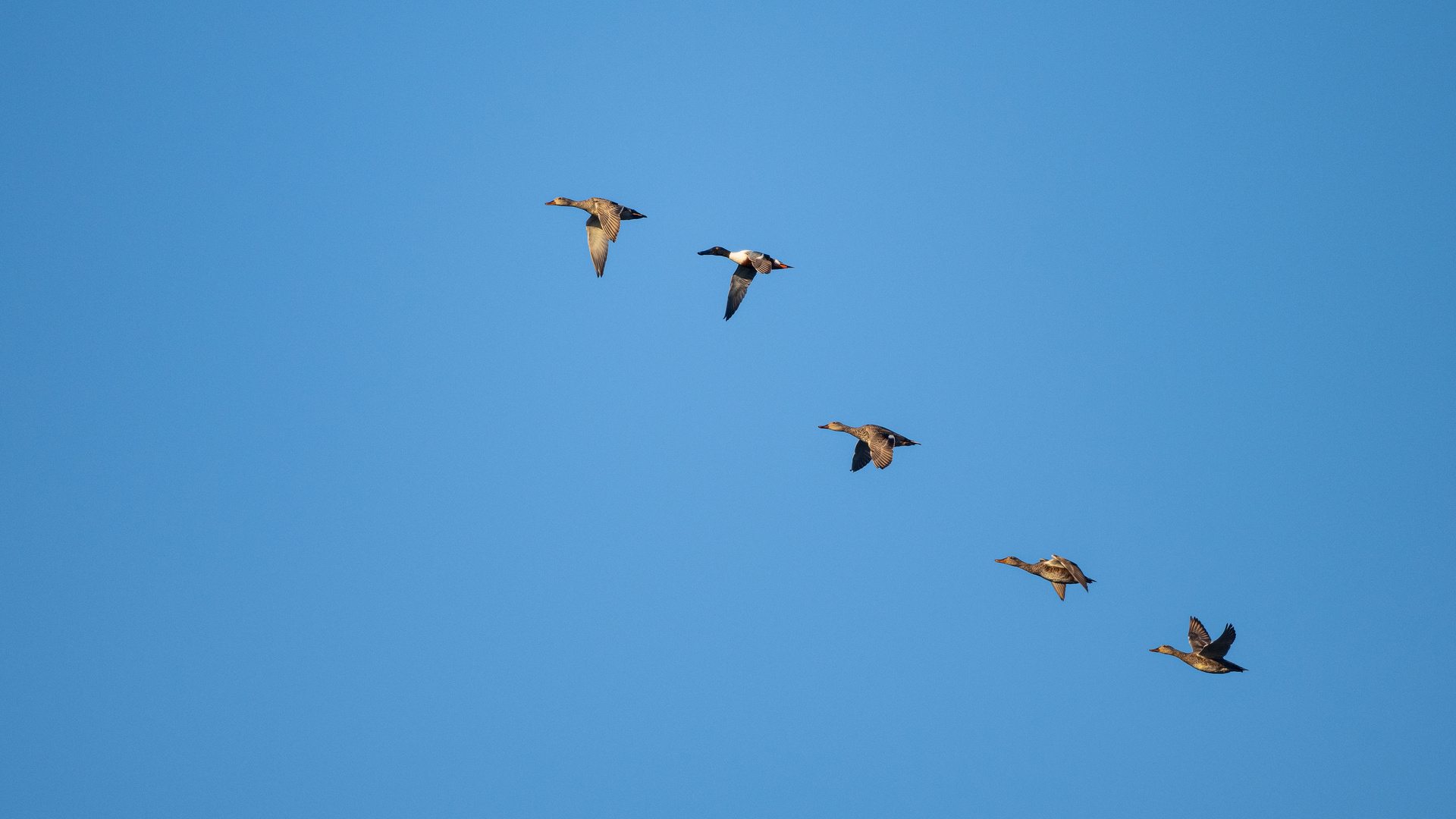 Vogels op Texel_07