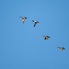 Vogels op Texel_07