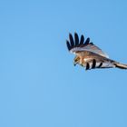 Vogels op Texel_11