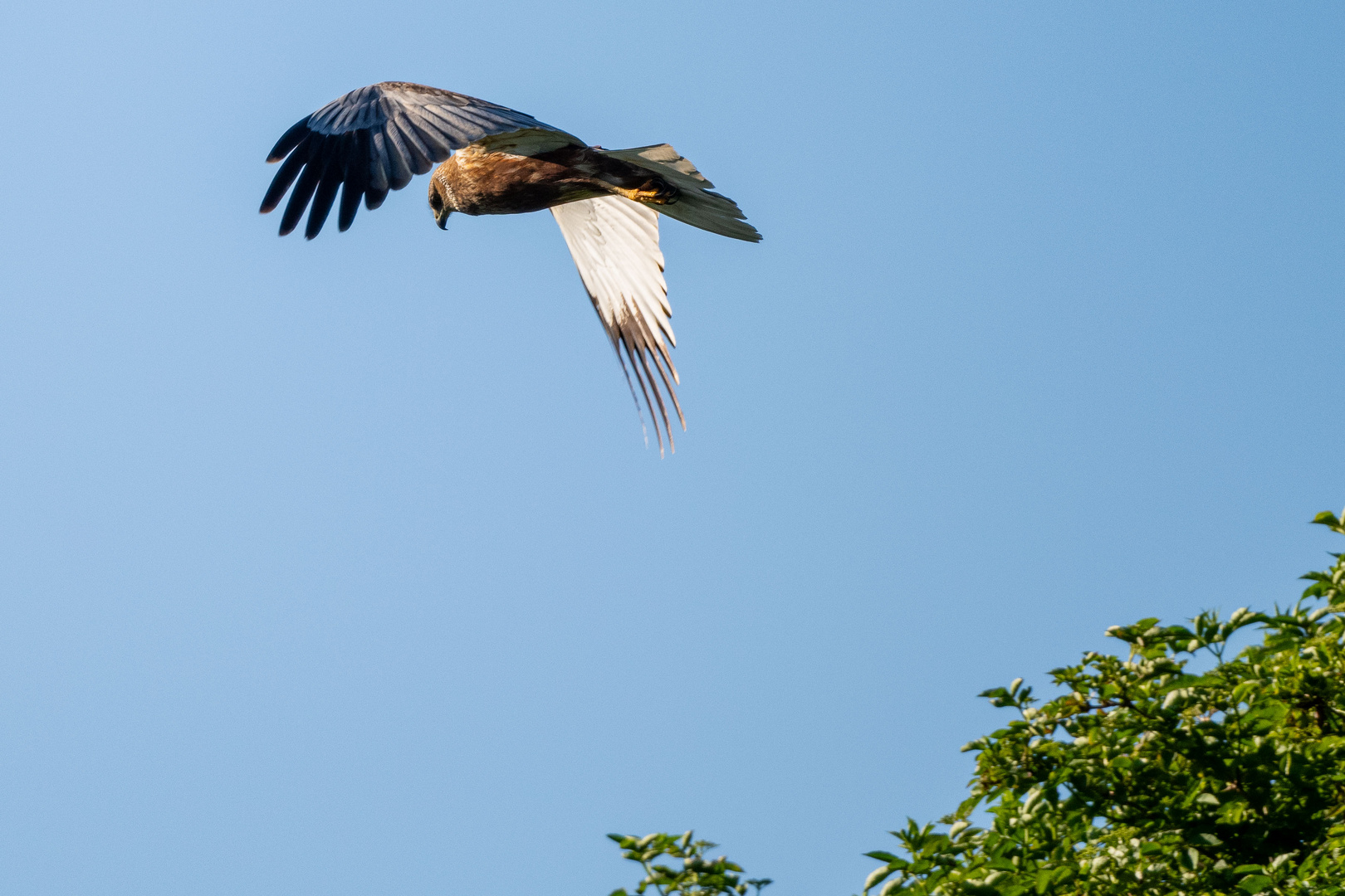 Vogels op Texel_12