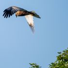 Vogels op Texel_12