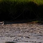 Vogels op Texel_15