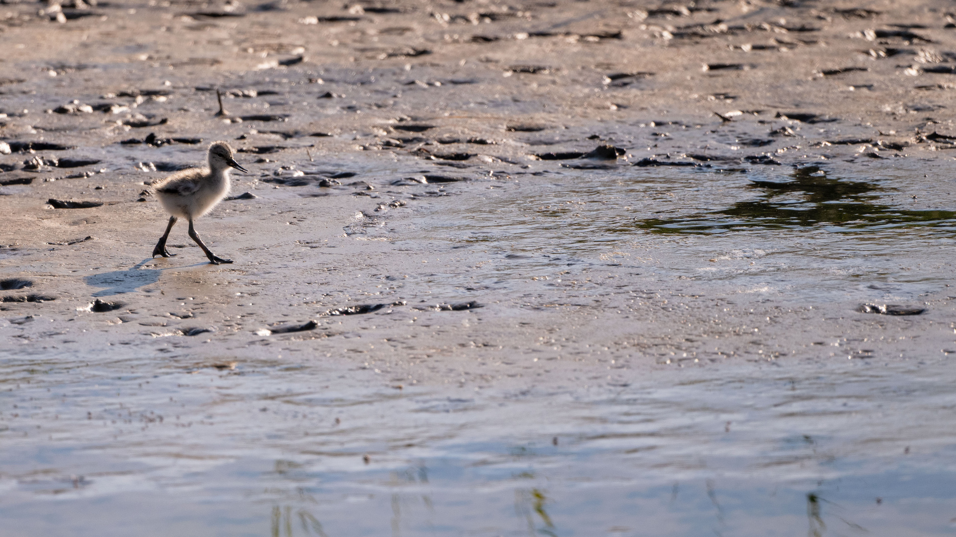 Vogels op Texel_17