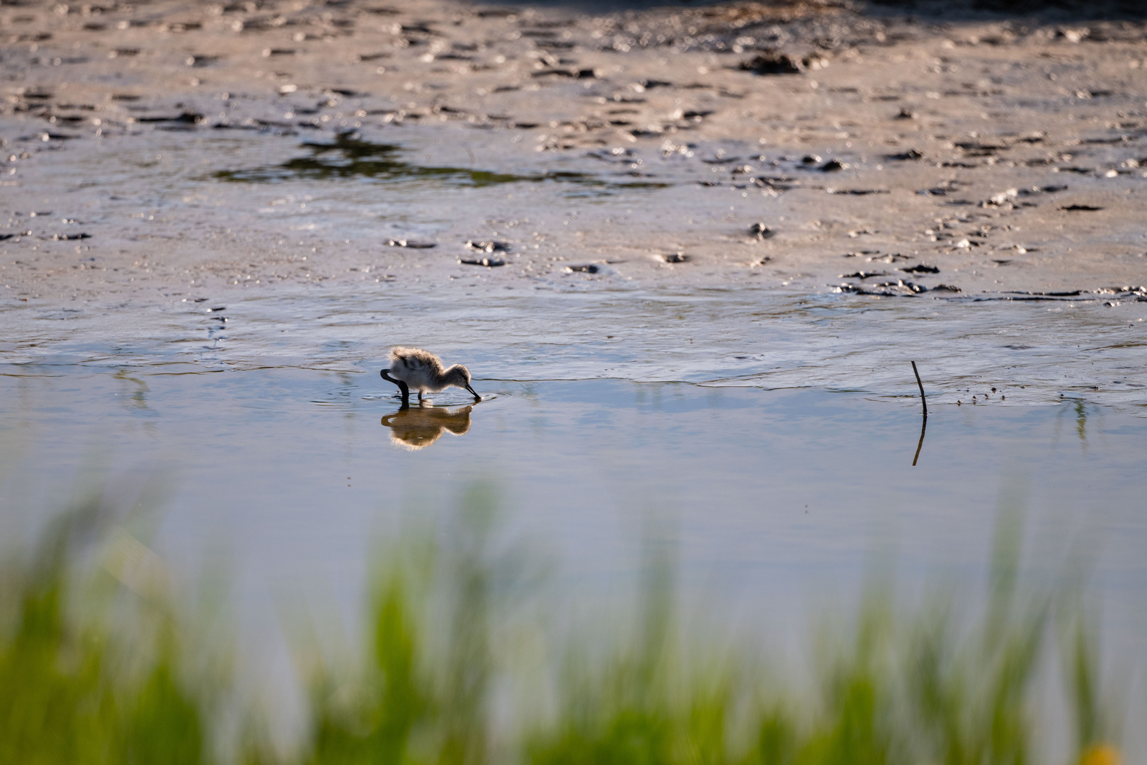 Vogels op Texel_19